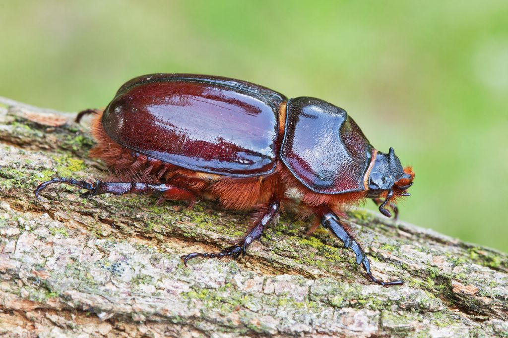 Oryctes nasicornis